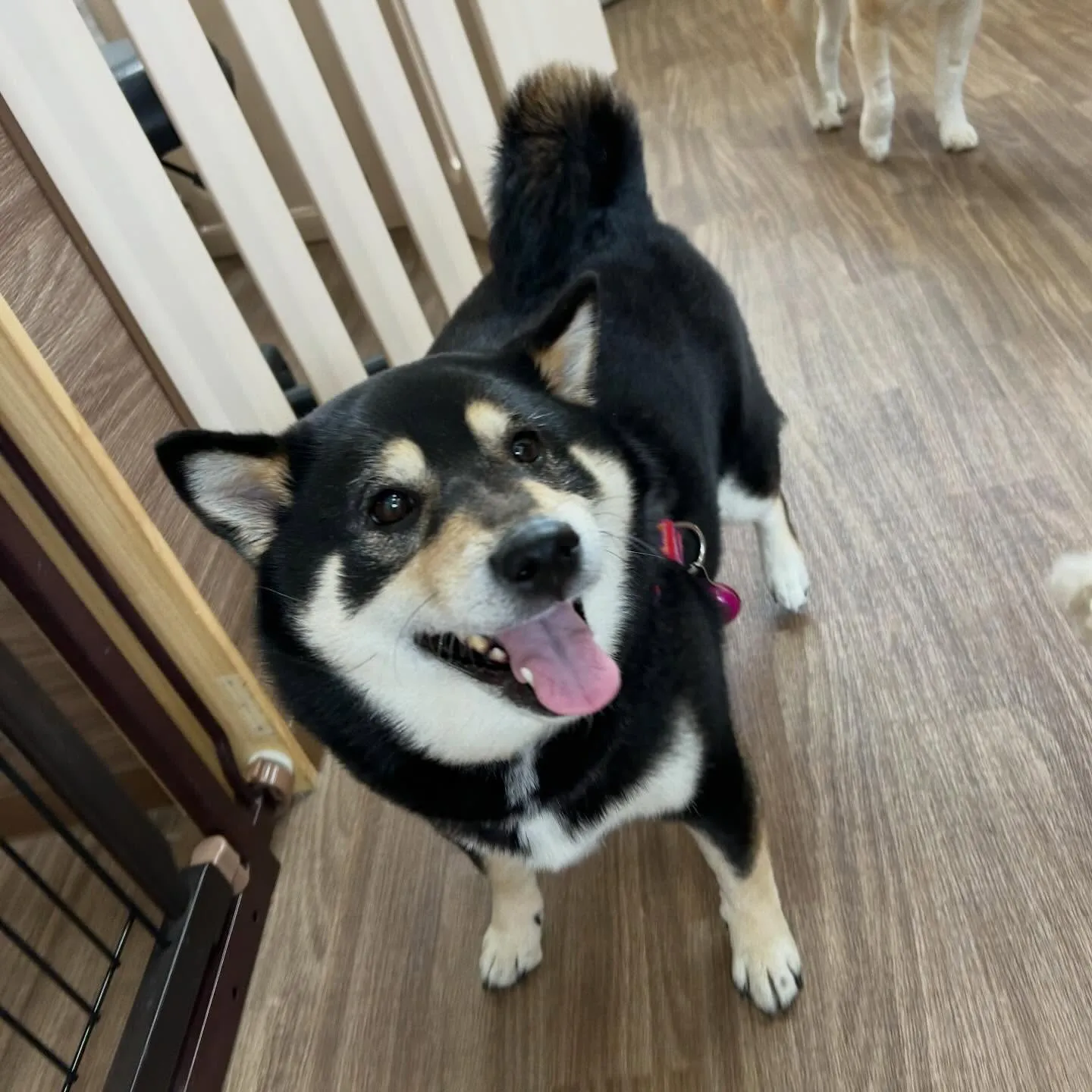 入会してくれた心晴ちゃんです😊