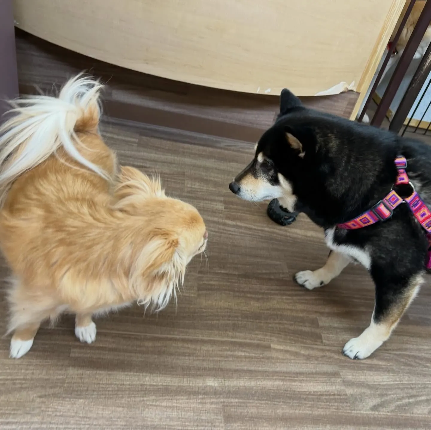 入会してくれた心晴ちゃんです😊