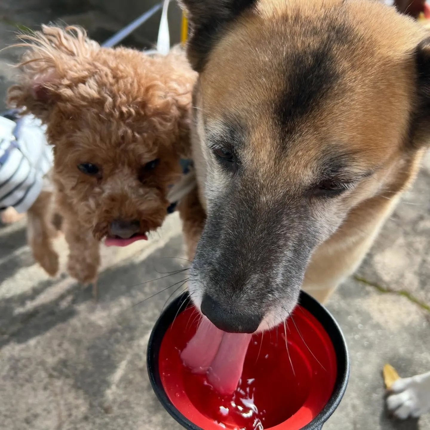 先月アップしきれなかったお手入れわんこさんラスト投稿です✨️