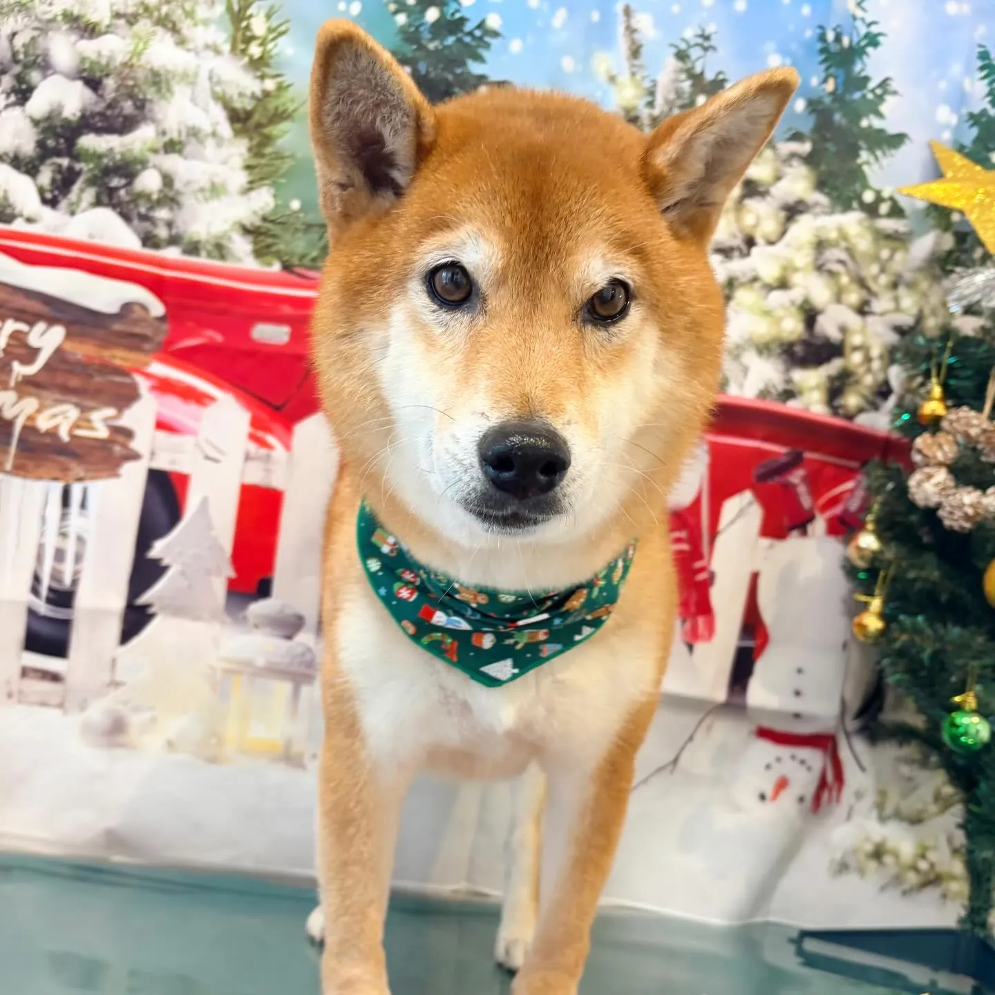 先月アップしきれなかったお手入れわんこさんラスト投稿です✨️