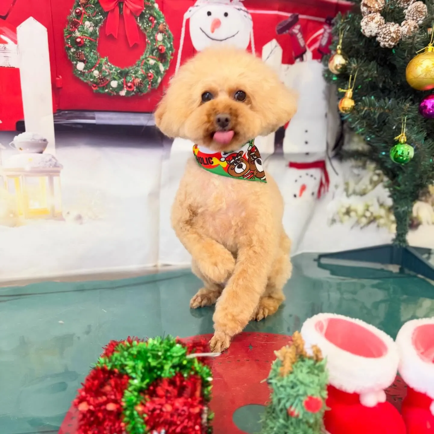 先月アップしきれなかったお手入れわんこさんラスト投稿です✨️