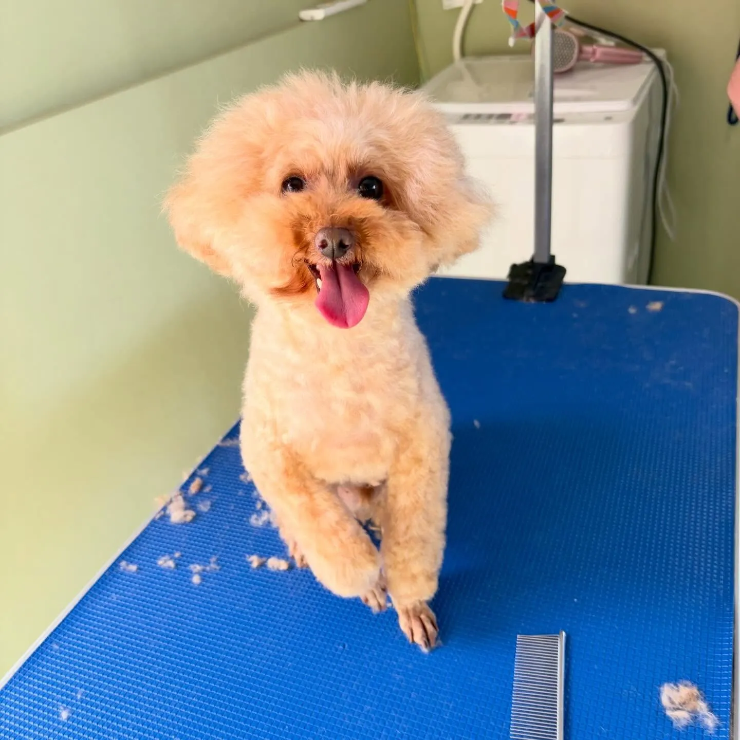 先月アップしきれなかったお手入れわんこさんラスト投稿です✨️