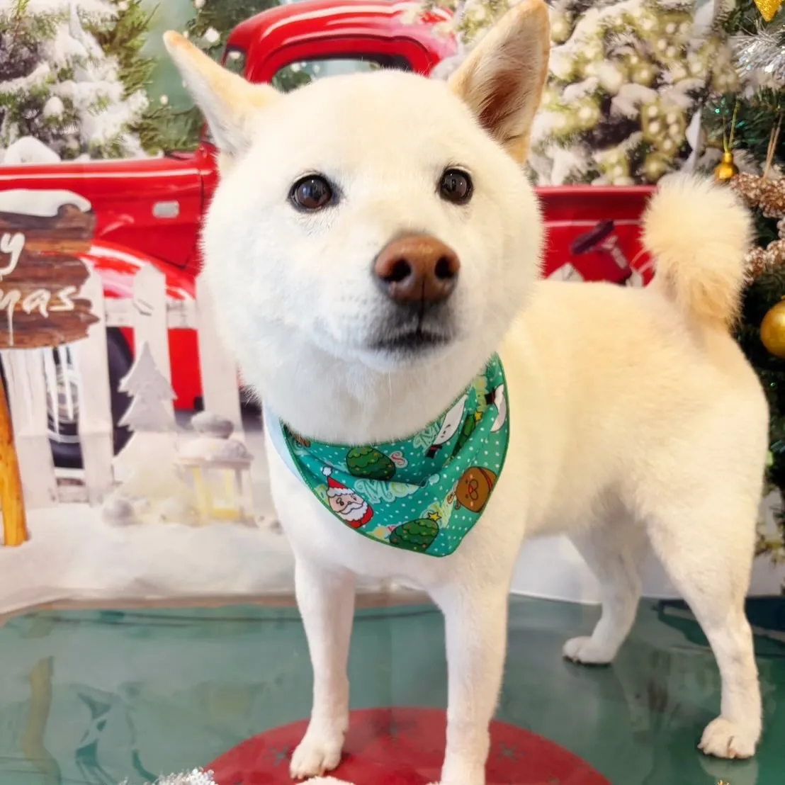 先月アップしきれなかったお手入れわんこさんラスト投稿です✨️