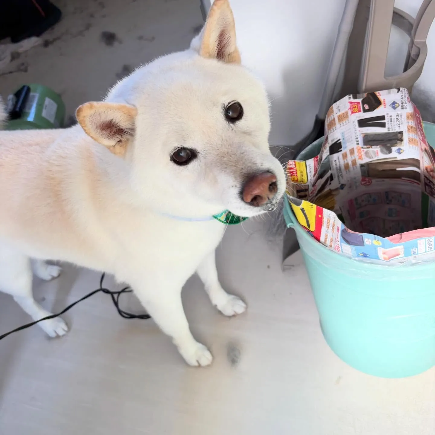 先月アップしきれなかったお手入れわんこさんラスト投稿です✨️