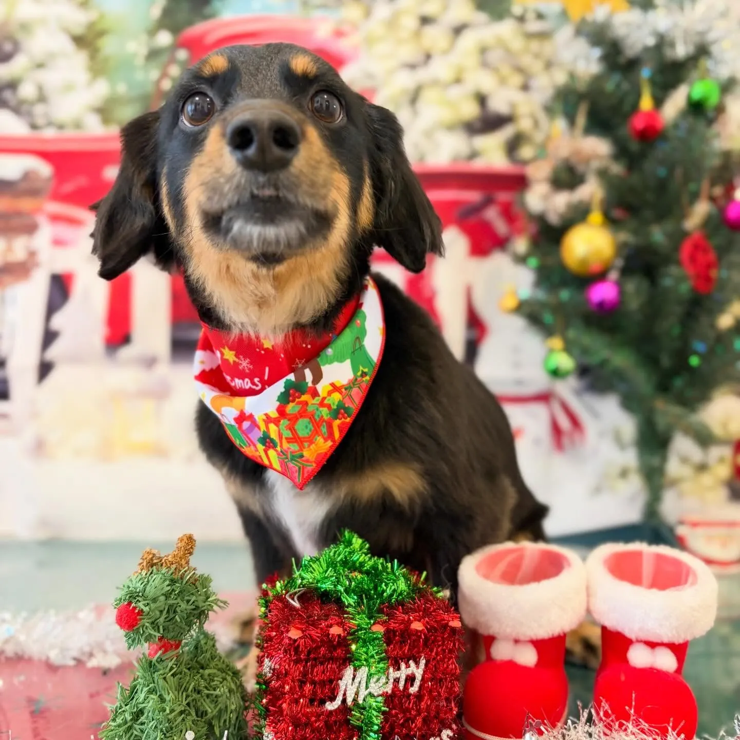 先月アップしきれなかったお手入れわんこさんラスト投稿です✨️