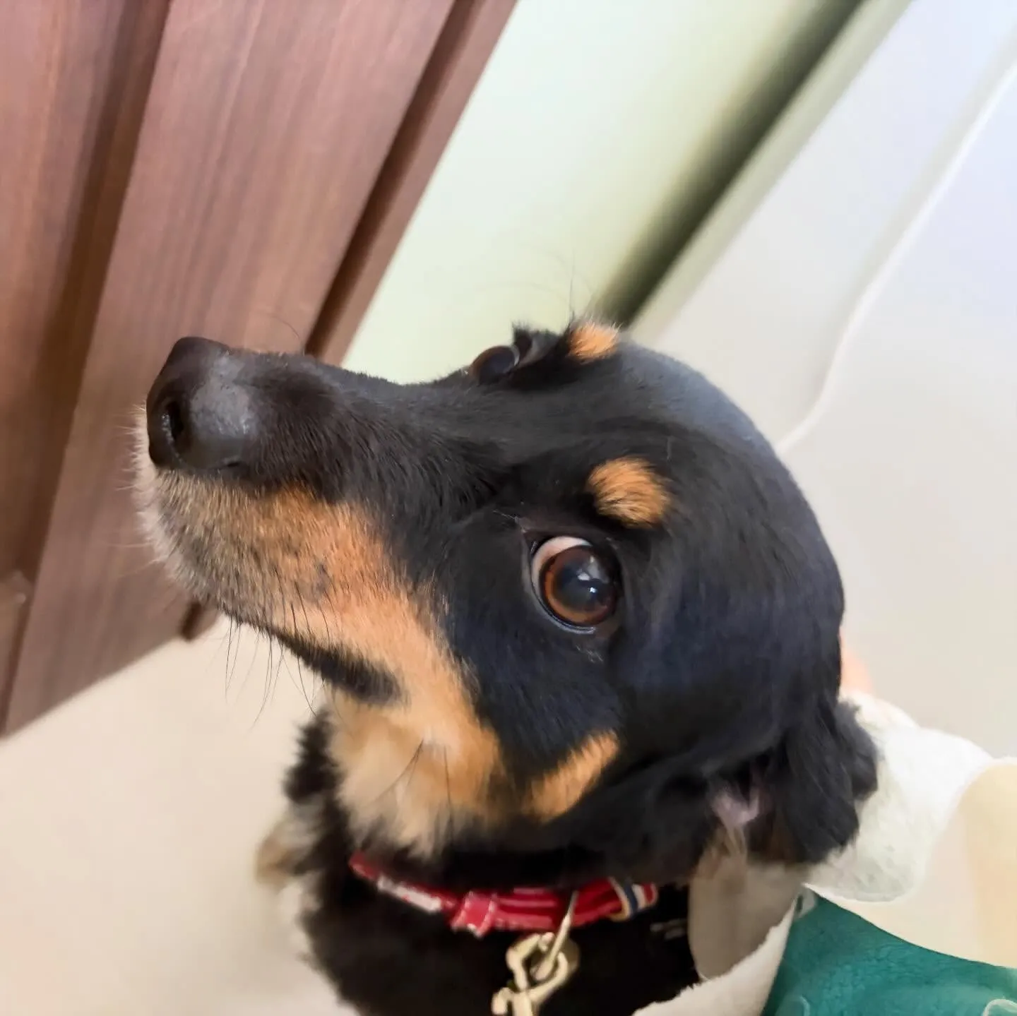 先月アップしきれなかったお手入れわんこさんラスト投稿です✨️