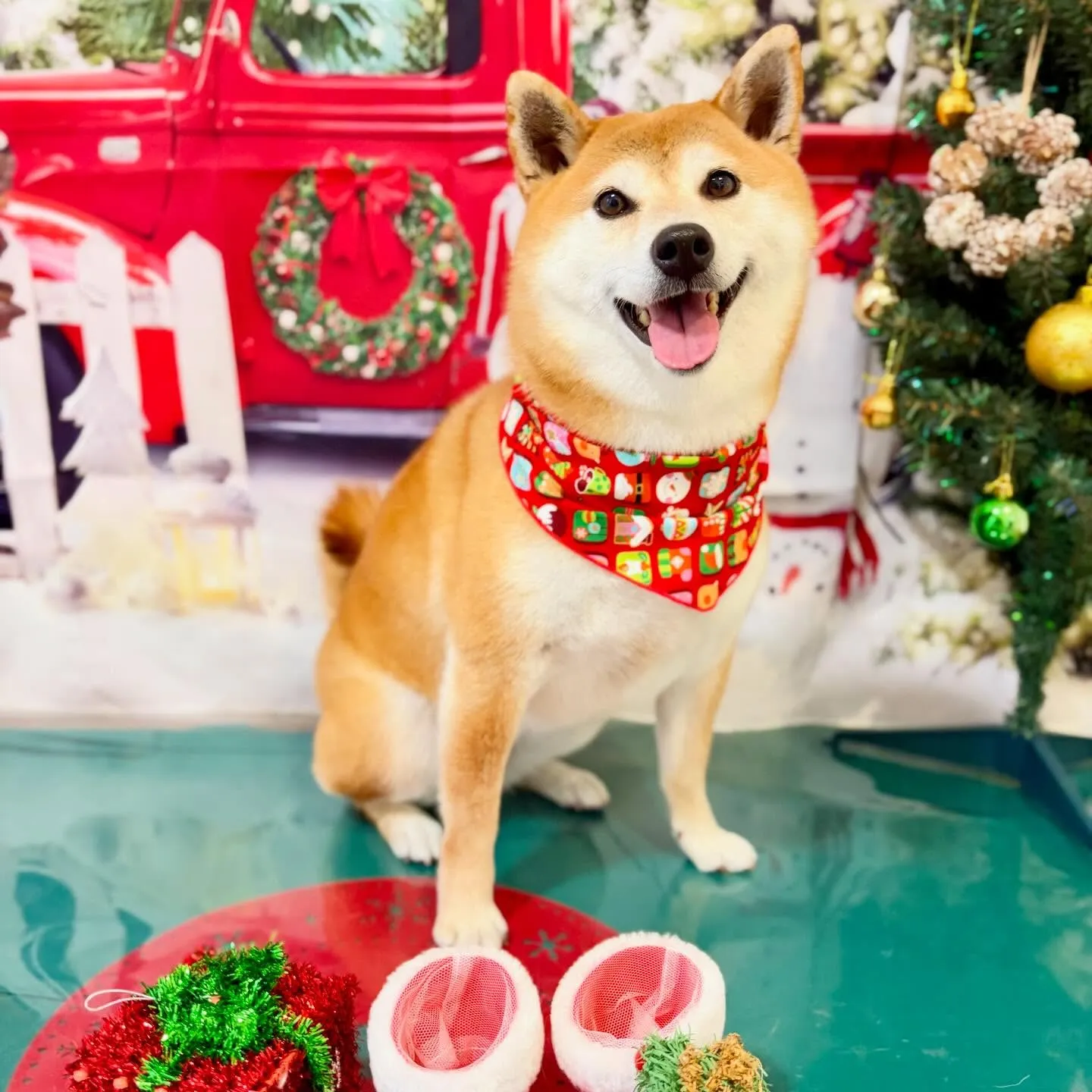 先月アップしきれなかったお手入れわんこさんラスト投稿です✨️