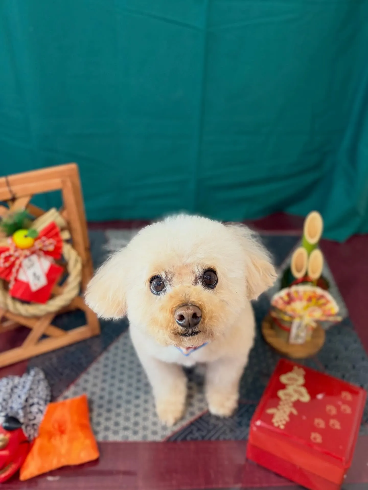 トリミングのセットメニューに来てくれたわんこたちです🎶