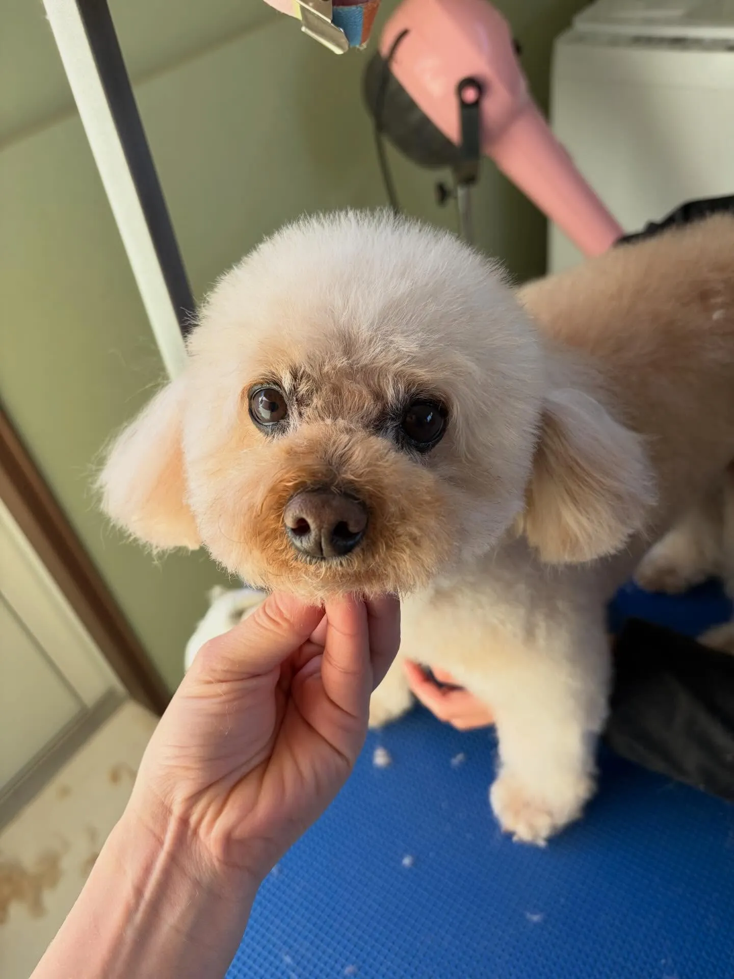 トリミングのセットメニューに来てくれたわんこたちです🎶