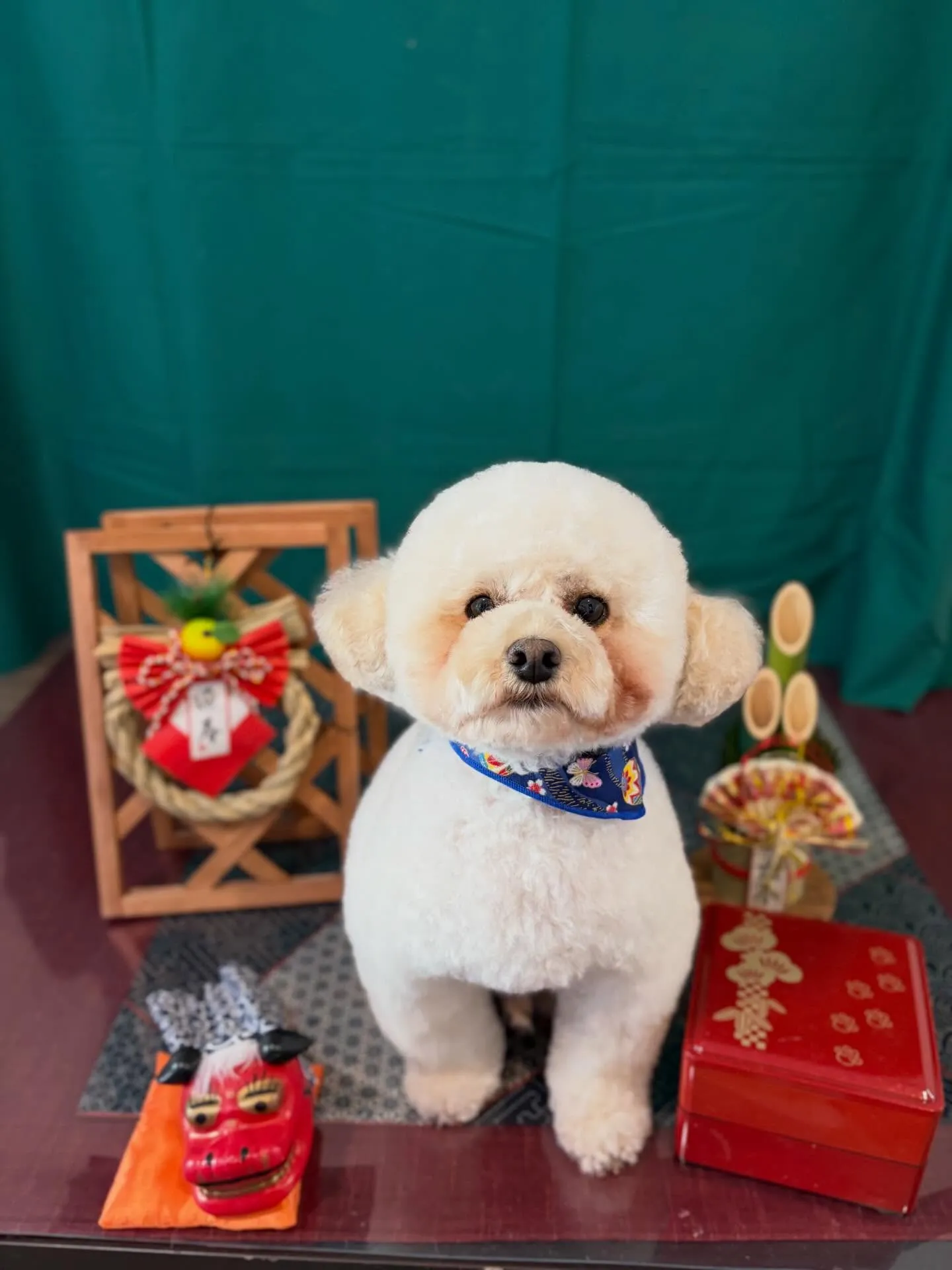 トリミングのセットメニューに来てくれたわんこたちです🎶