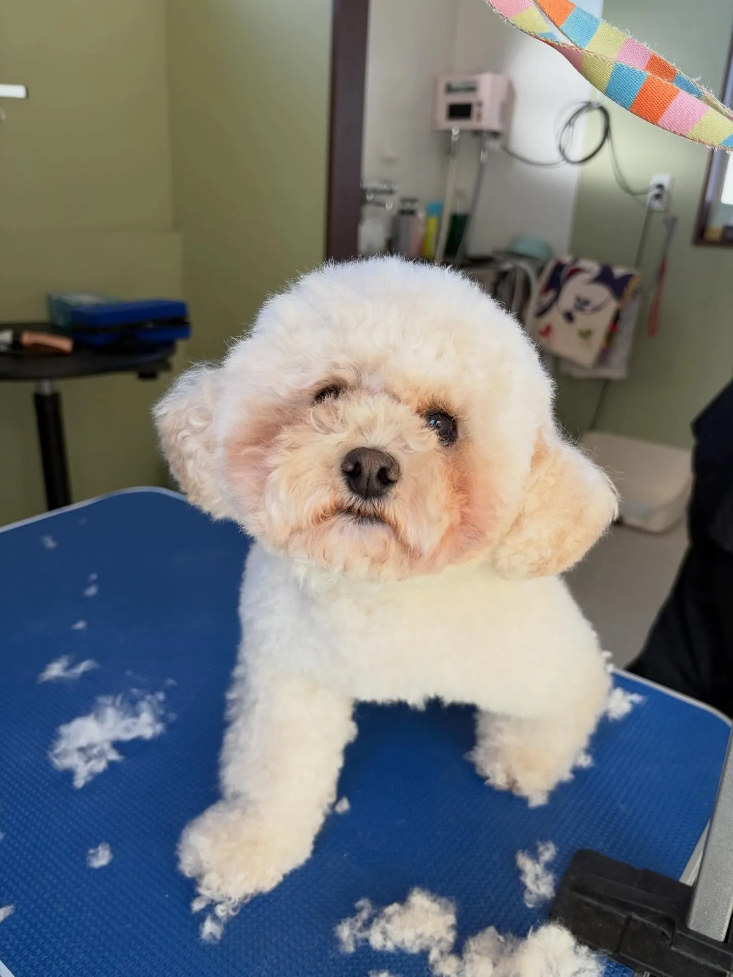 トリミングのセットメニューに来てくれたわんこたちです🎶