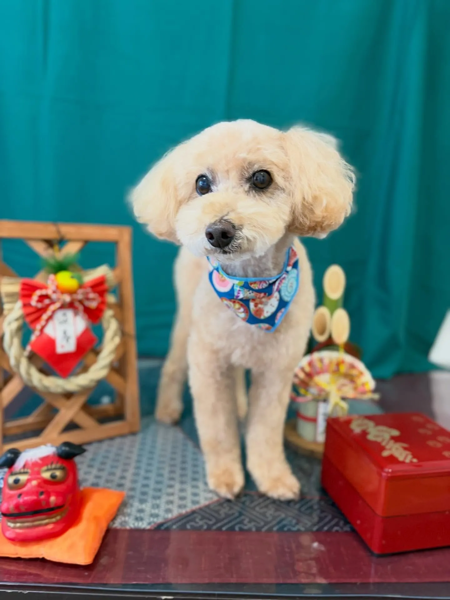 トリミングのセットメニューに来てくれたわんこたちです🎶
