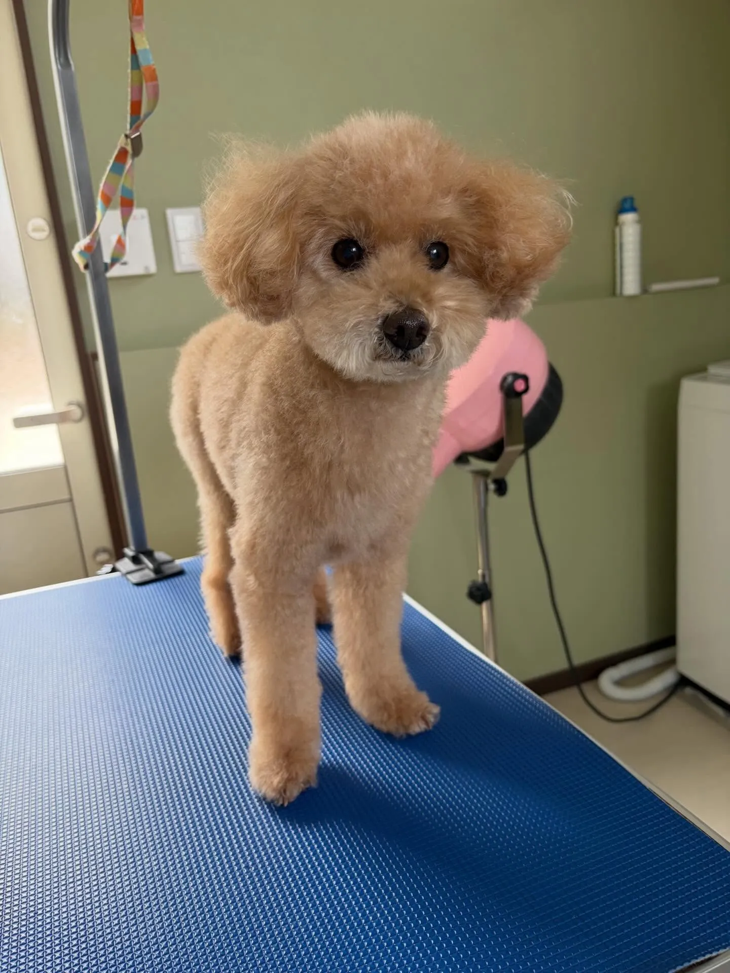 トリミングのセットメニューに来てくれたわんこたちです🎶