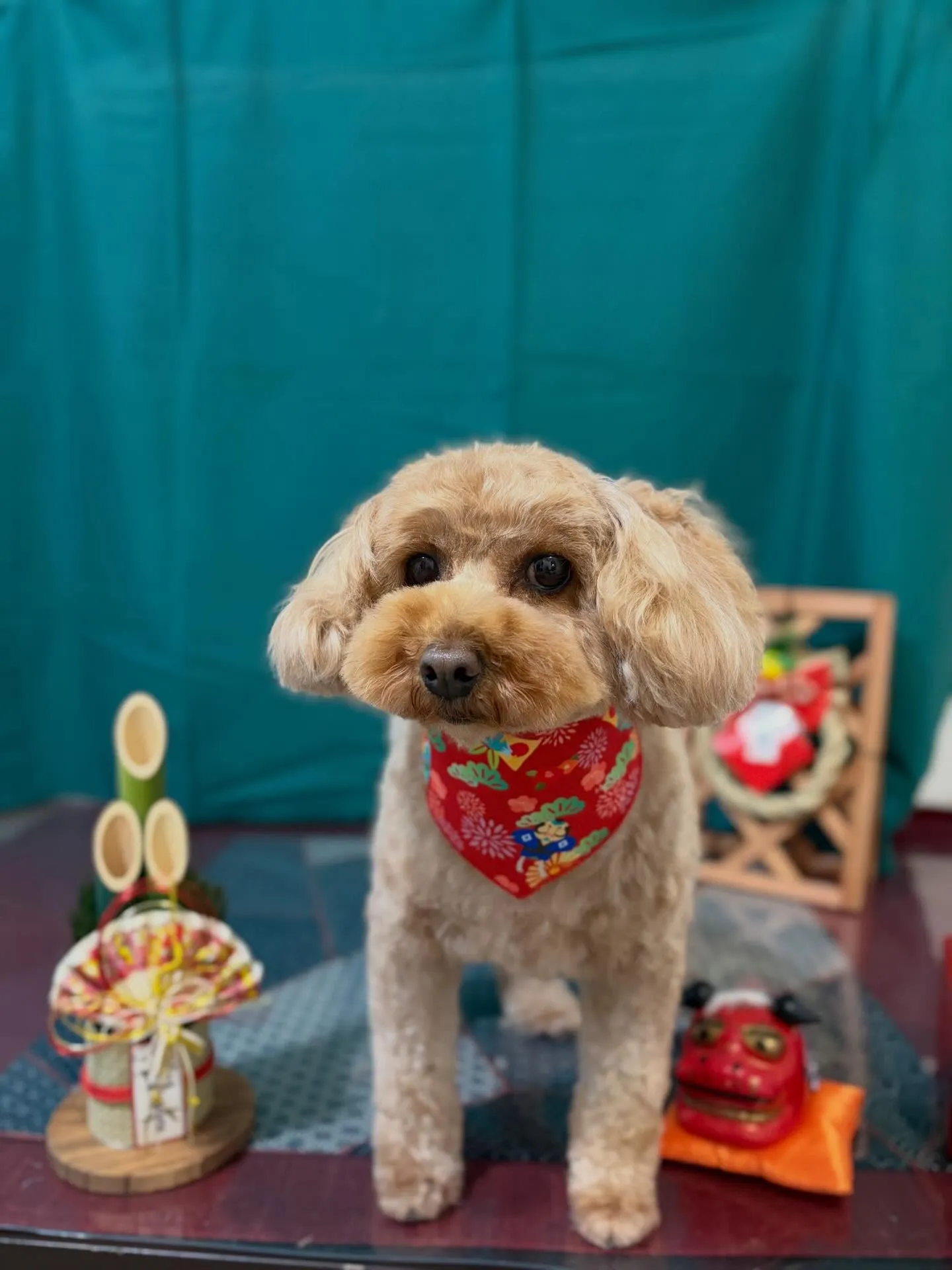 トリミングのセットメニューに来てくれたわんこたちです🎶