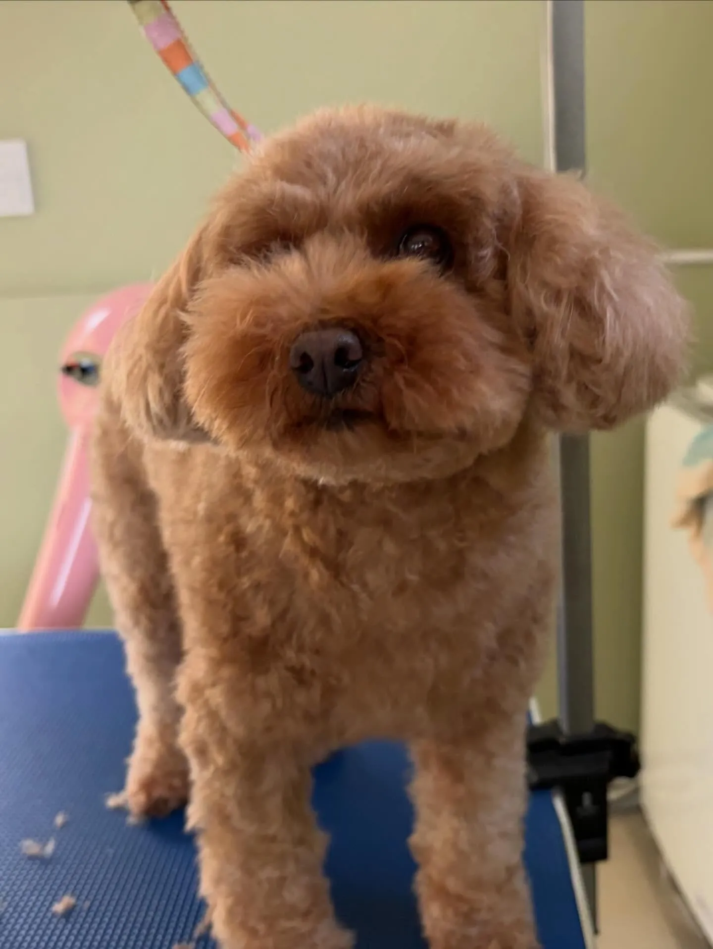 トリミングのセットメニューに来てくれたわんこたちです🎶