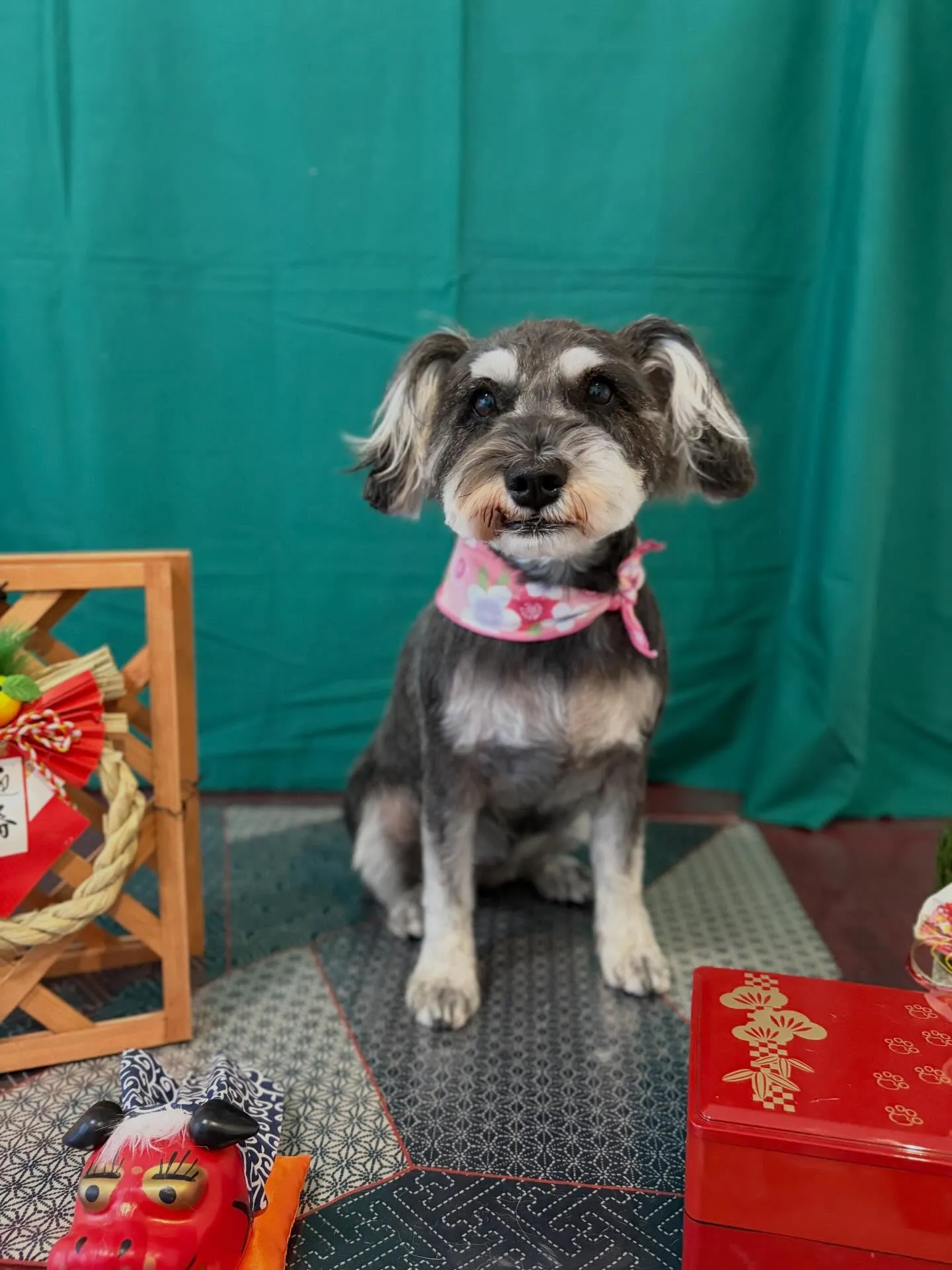 トリミングのセットメニューに来てくれたわんこたちです🎶