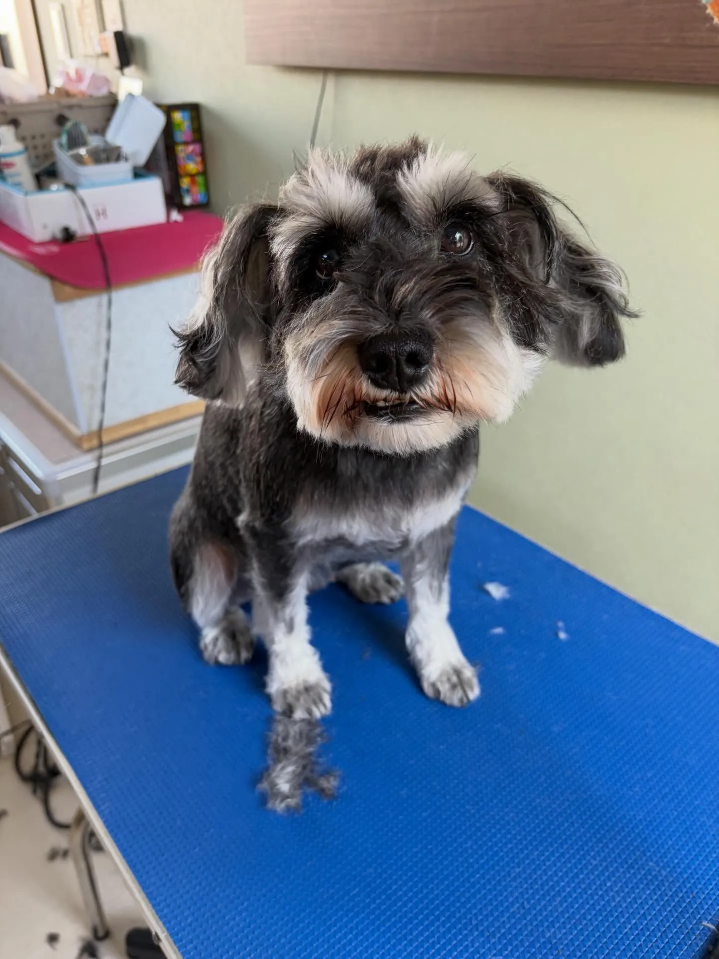 トリミングのセットメニューに来てくれたわんこたちです🎶