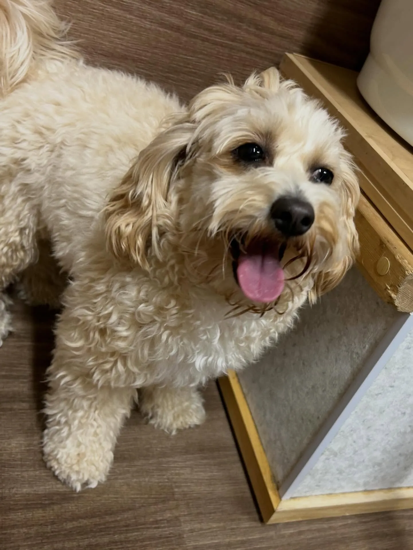 3月の営業カレンダーです❣️