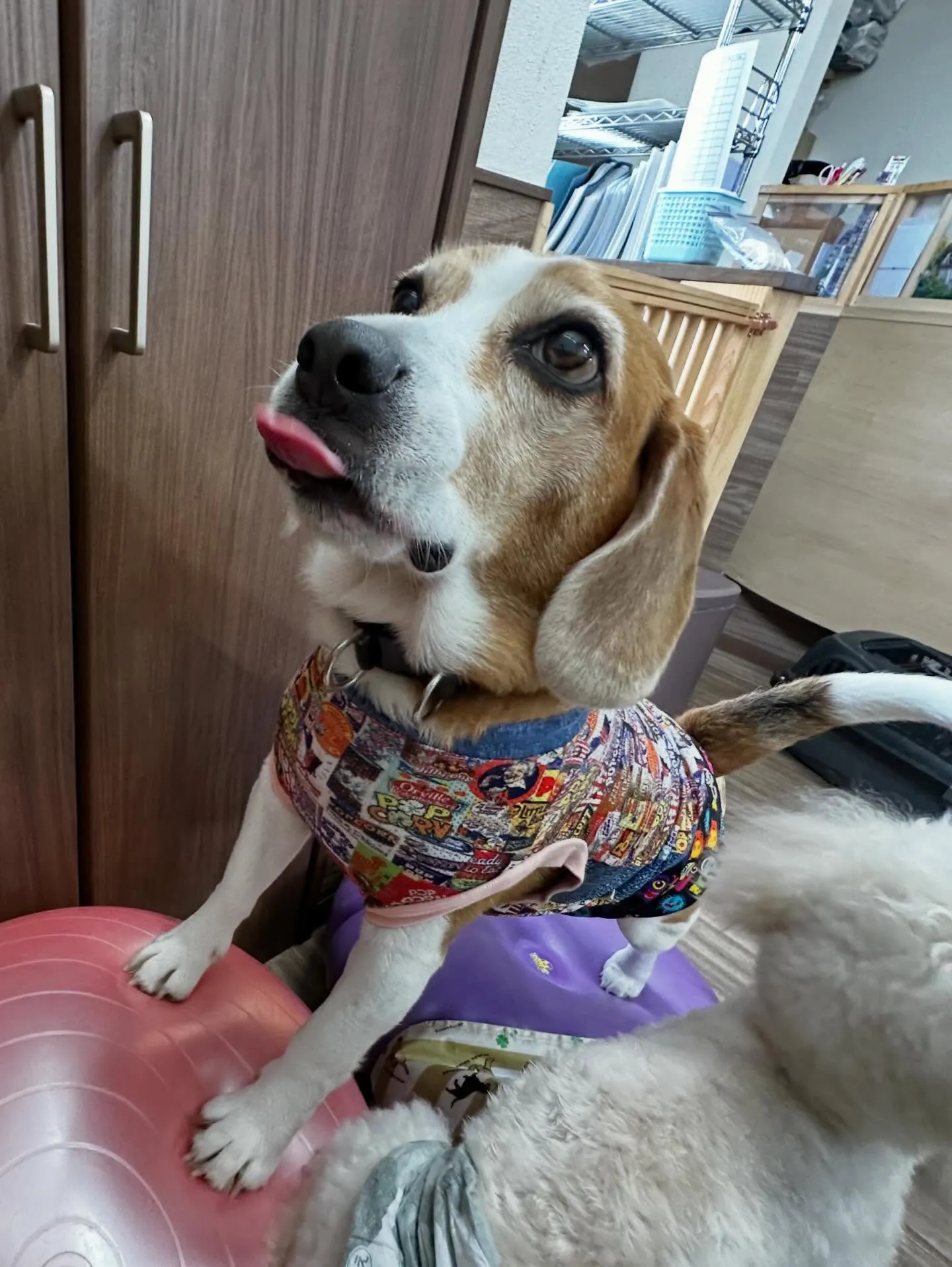 3月の営業カレンダーです❣️