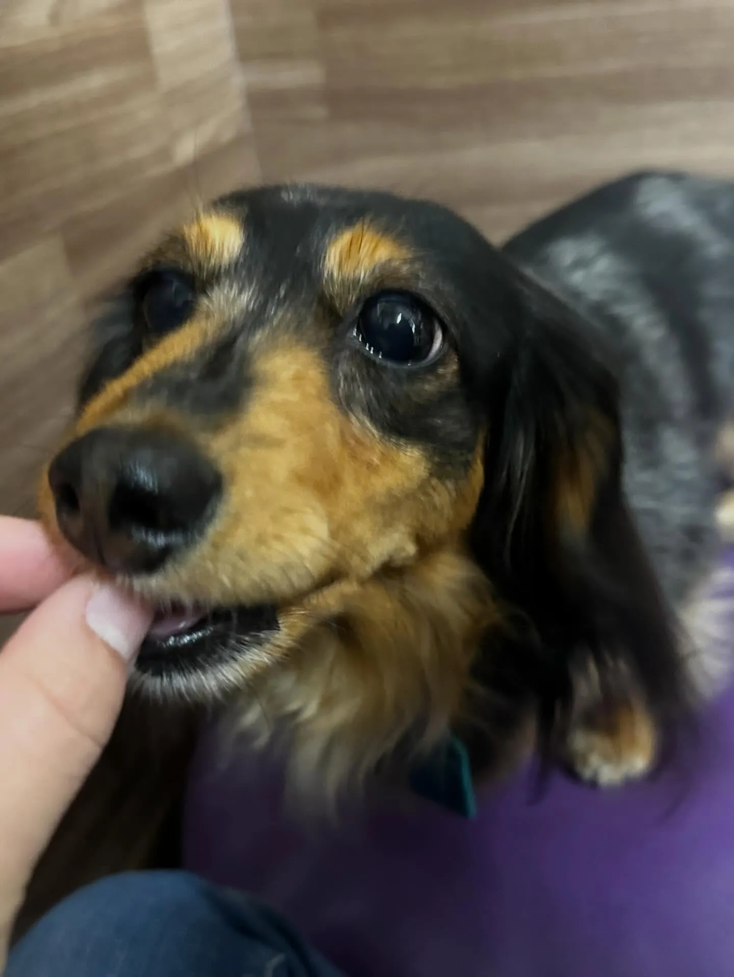 3月の営業カレンダーです❣️