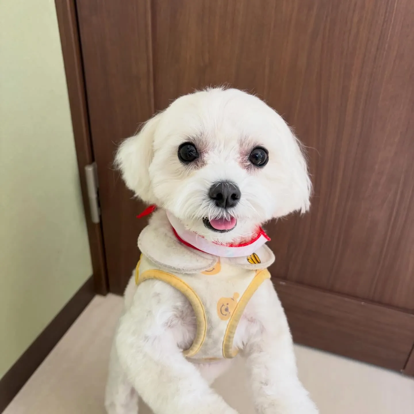 トリミングのセットメニューできてくれたわんこたちです🐾