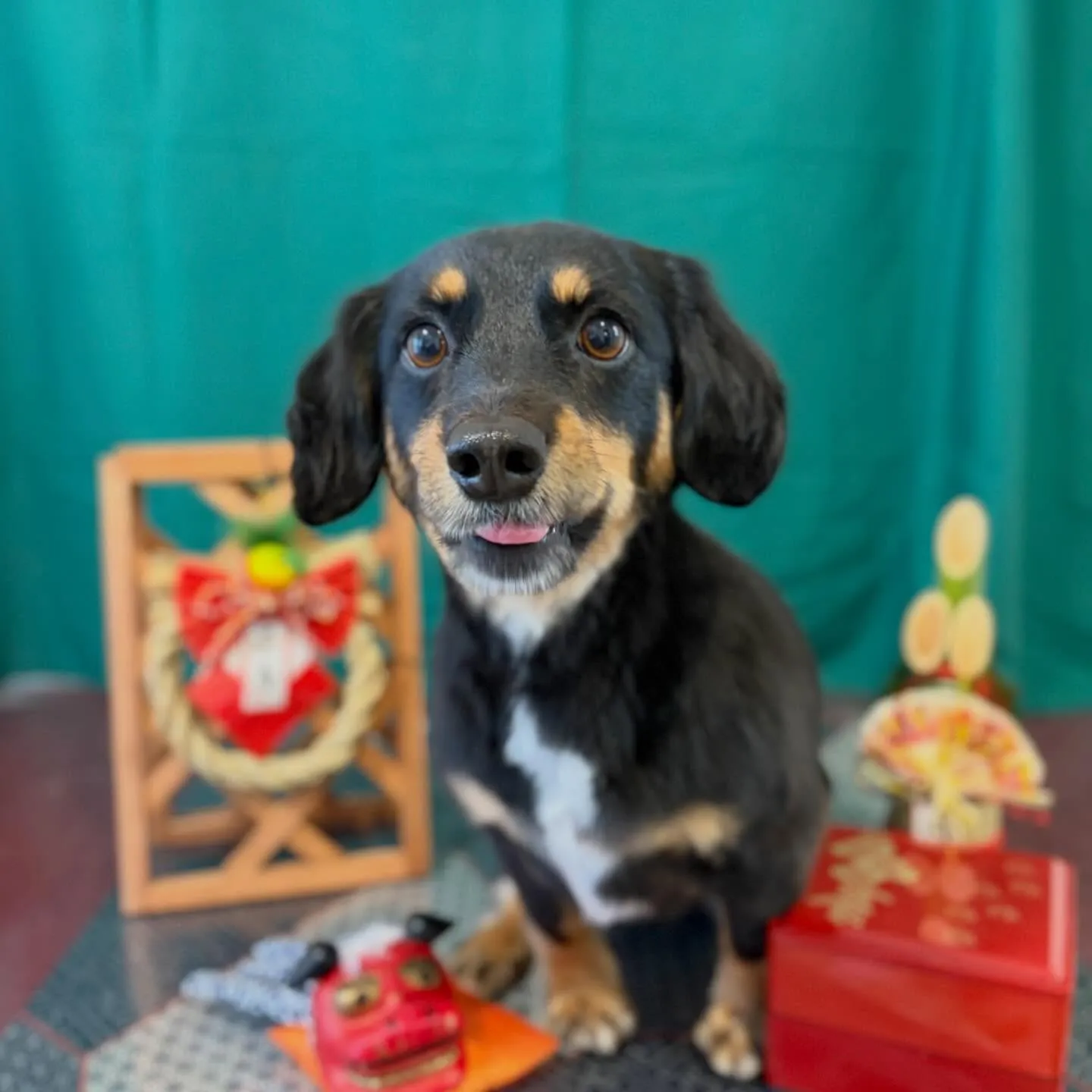 トリミングのセットメニューできてくれたわんこたちです🐾