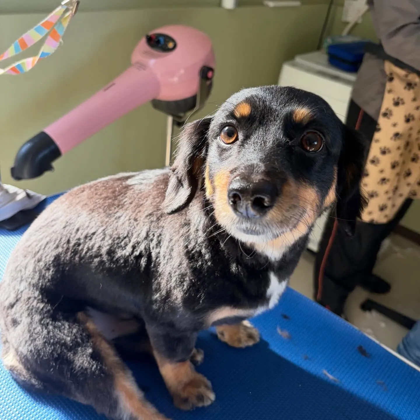 トリミングのセットメニューできてくれたわんこたちです🐾