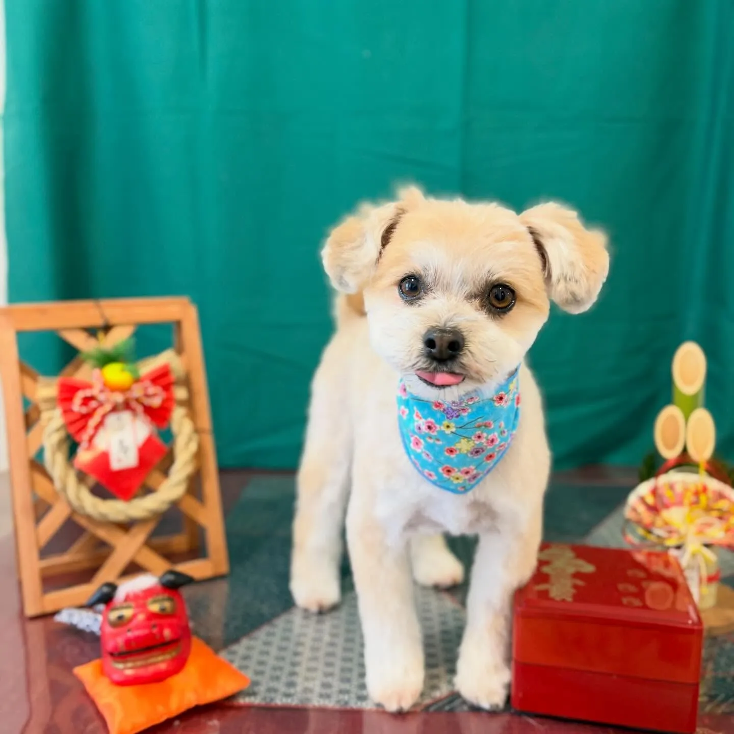 トリミングのセットメニューできてくれたわんこたちです🐾