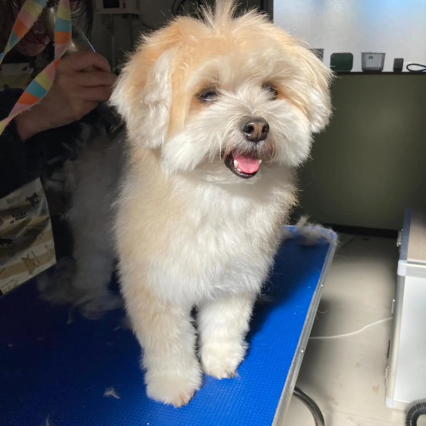 トリミングのセットメニューできてくれたわんこたちです🐾