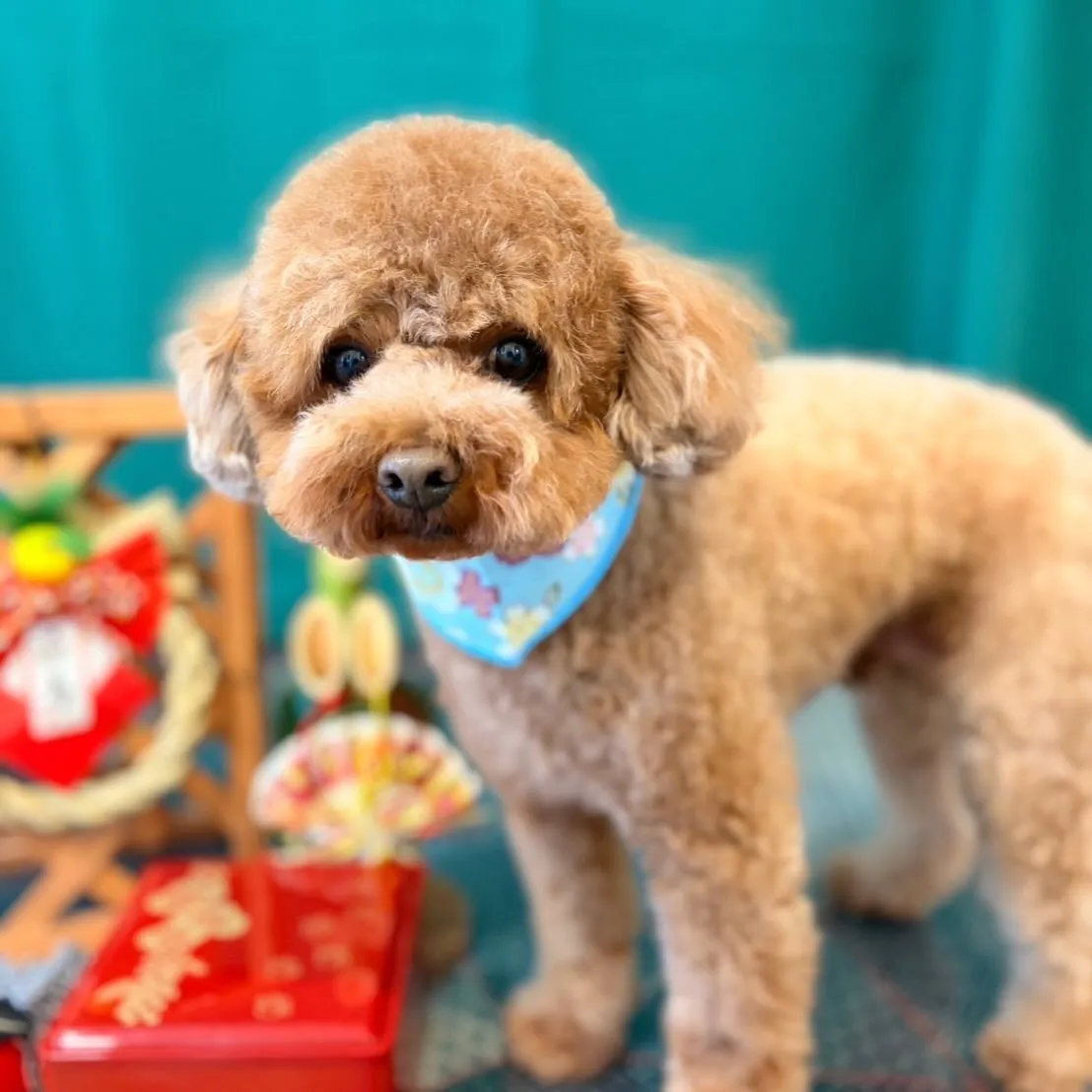 トリミングのセットメニューできてくれたわんこたちです🐾