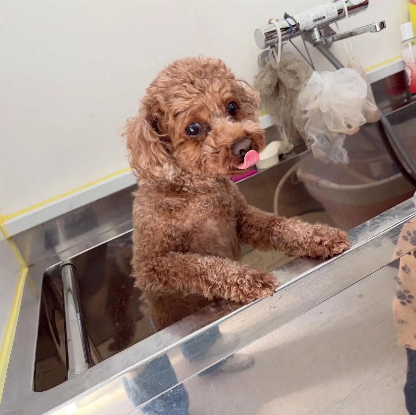 トリミングのセットメニューできてくれたわんこたちです🐾