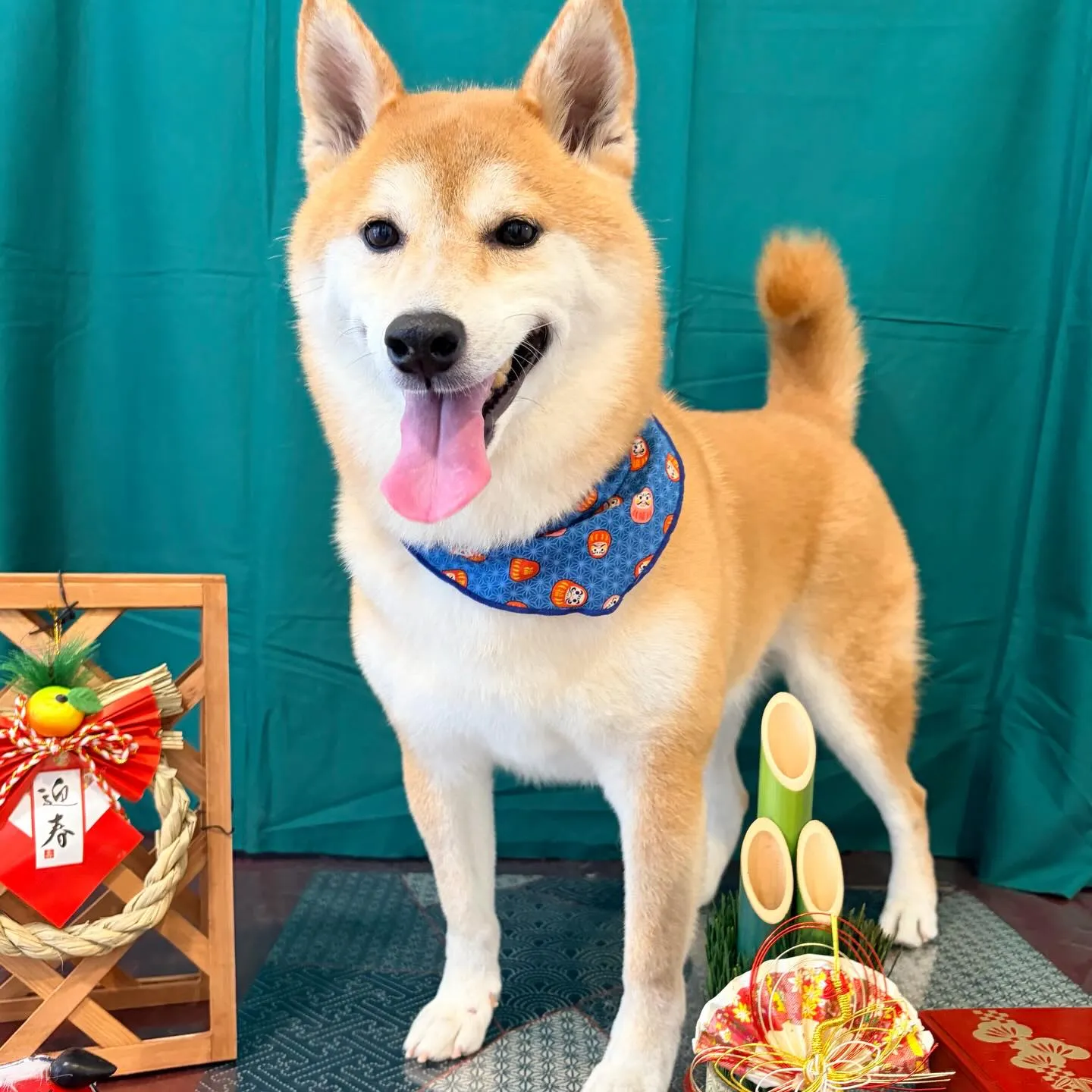 トリミングのセットメニューできてくれたわんこたちです🐾