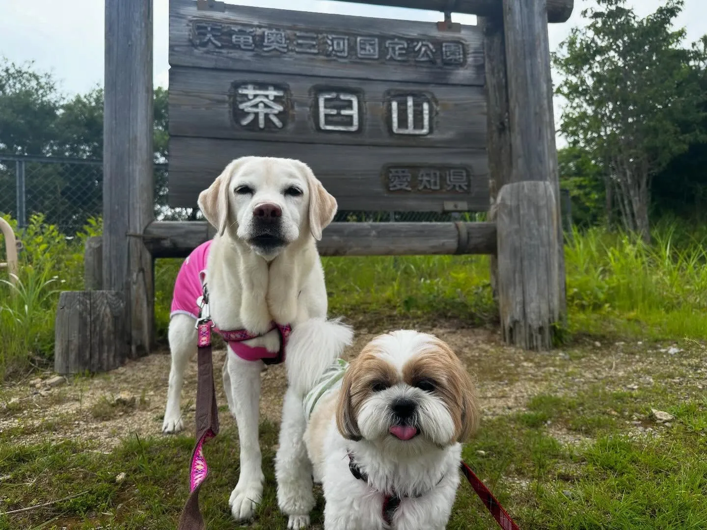めちゃくちゃ遅ればせながら…