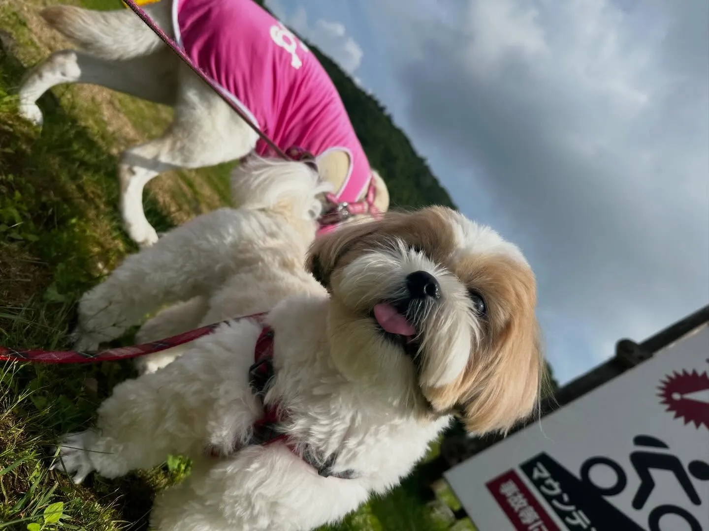 めちゃくちゃ遅ればせながら…