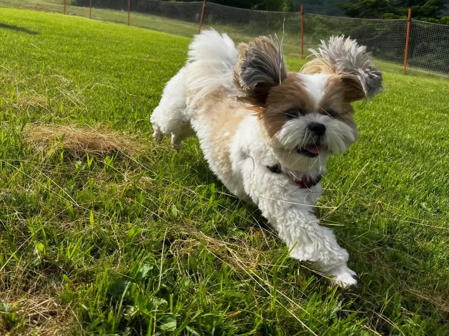 めちゃくちゃ遅ればせながら…