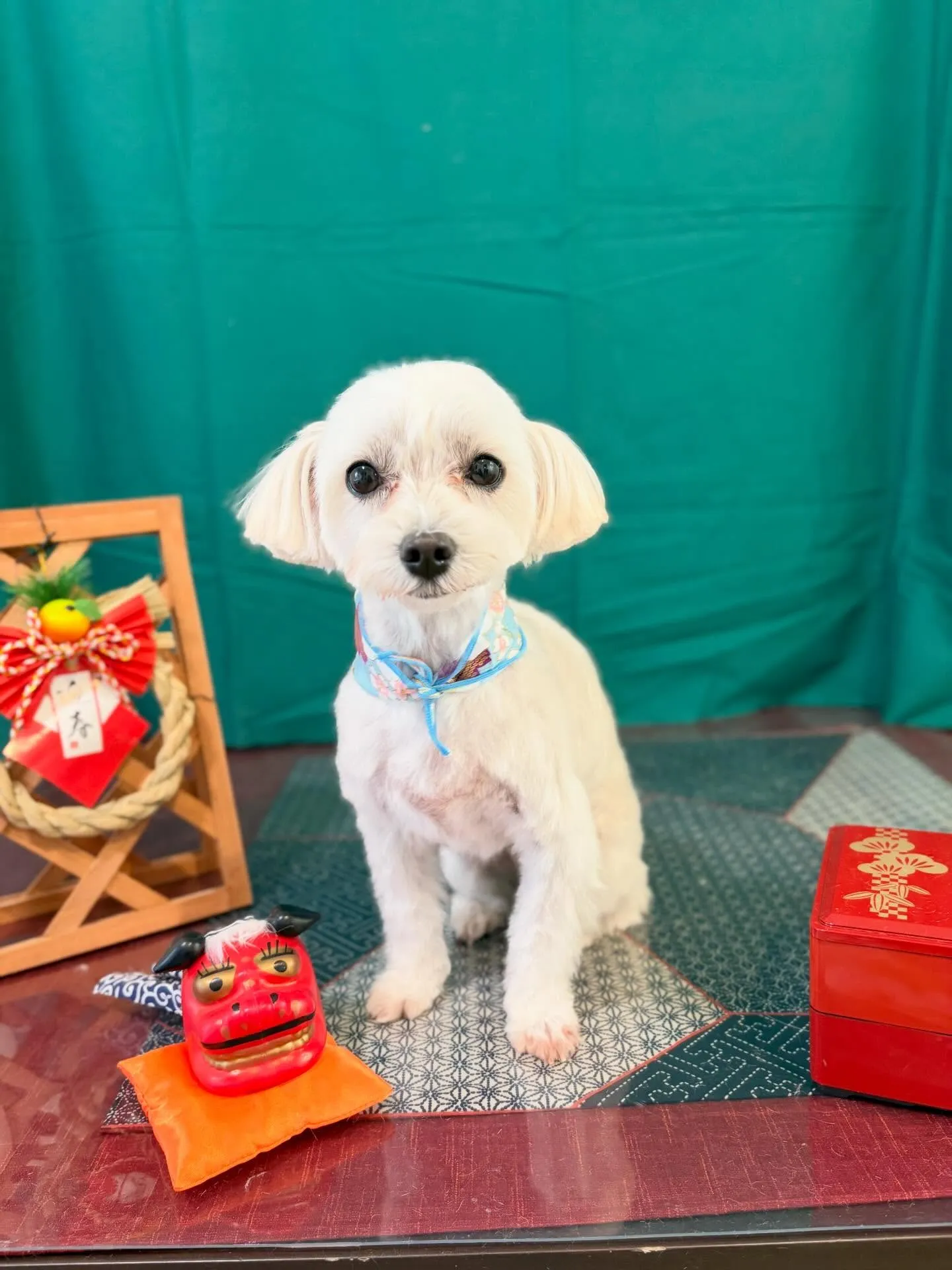 トリミングのセットメニューをご利用頂いたわんこたちです🎶