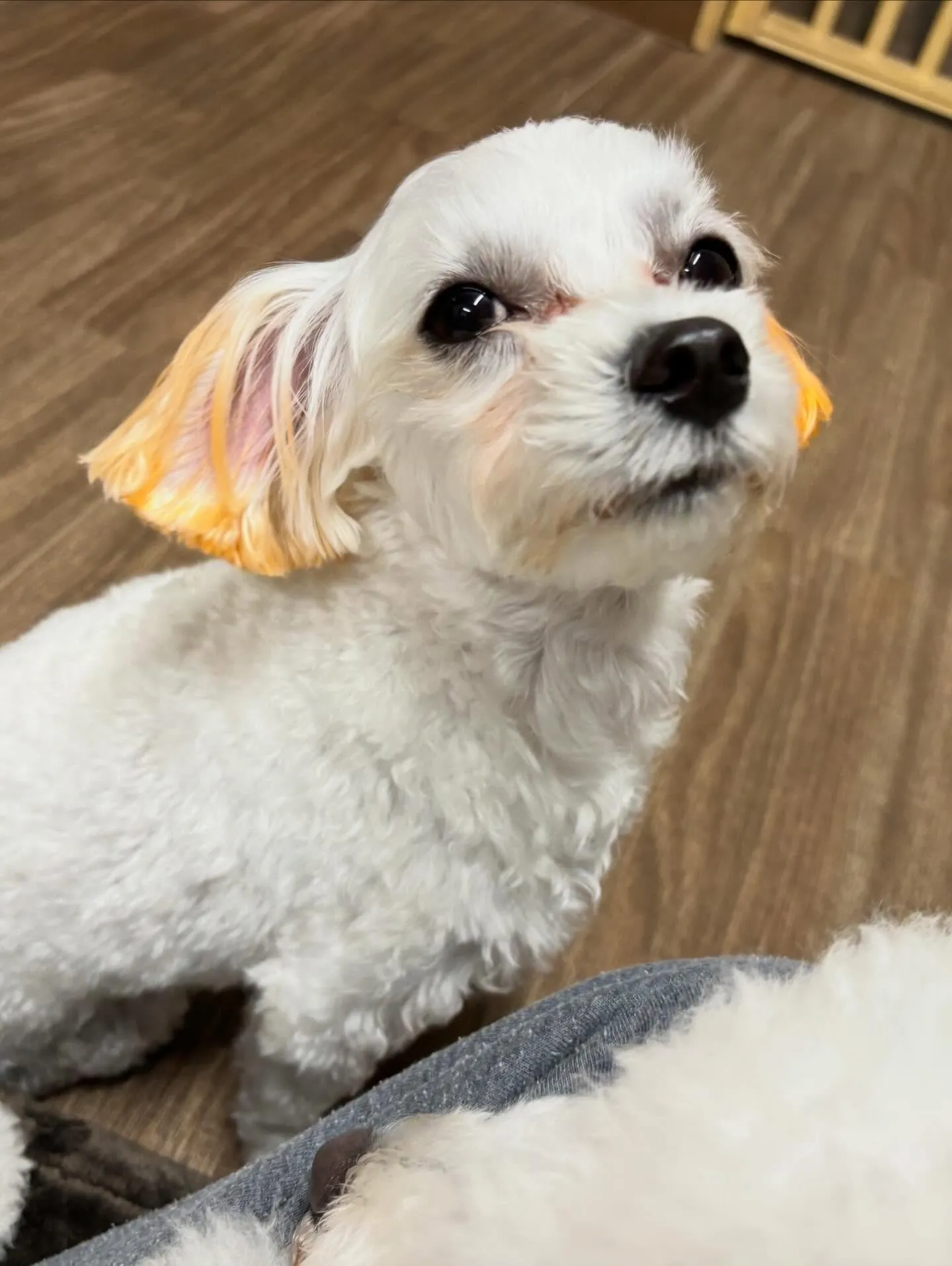 トリミングのセットメニューをご利用頂いたわんこたちです🎶