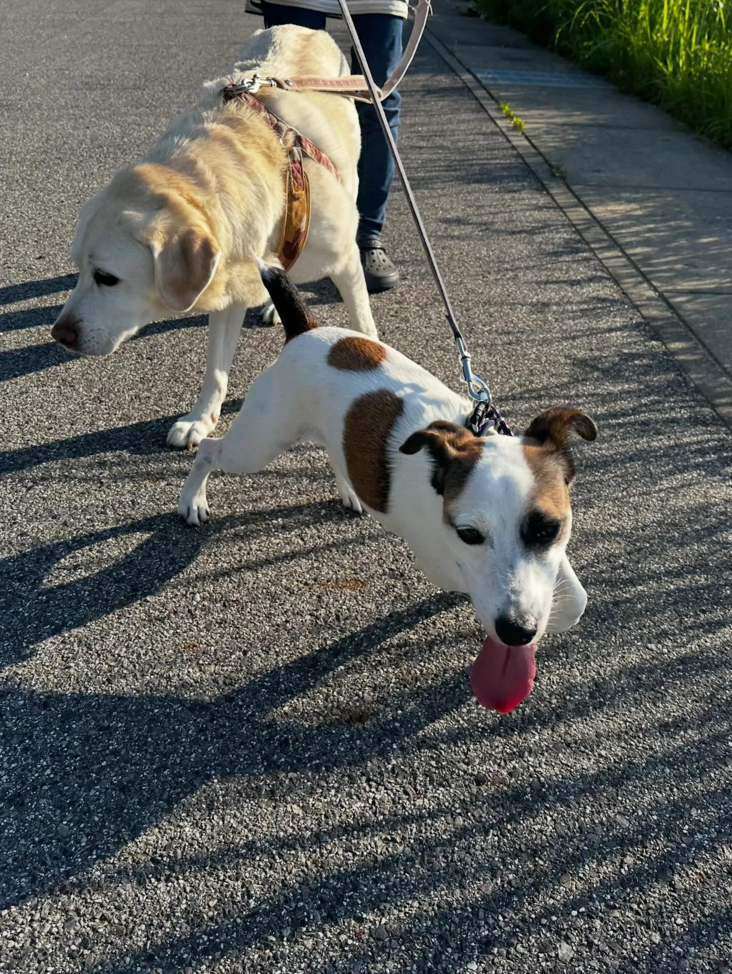 トリミングのセットメニューをご利用頂いたわんこたちです🎶