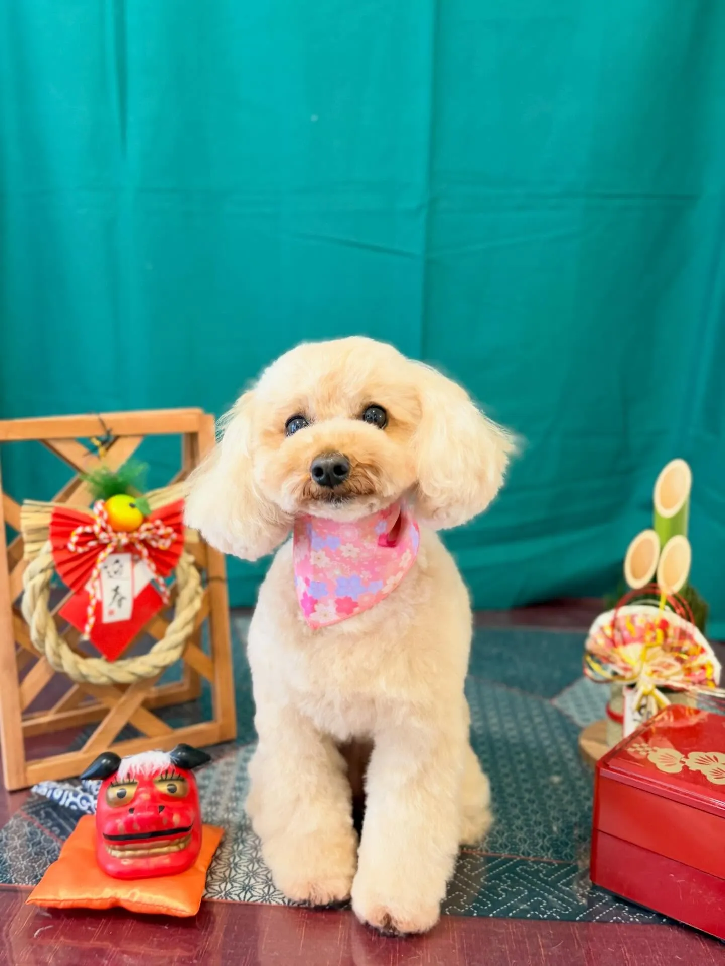 トリミングのセットメニューをご利用頂いたわんこたちです🎶