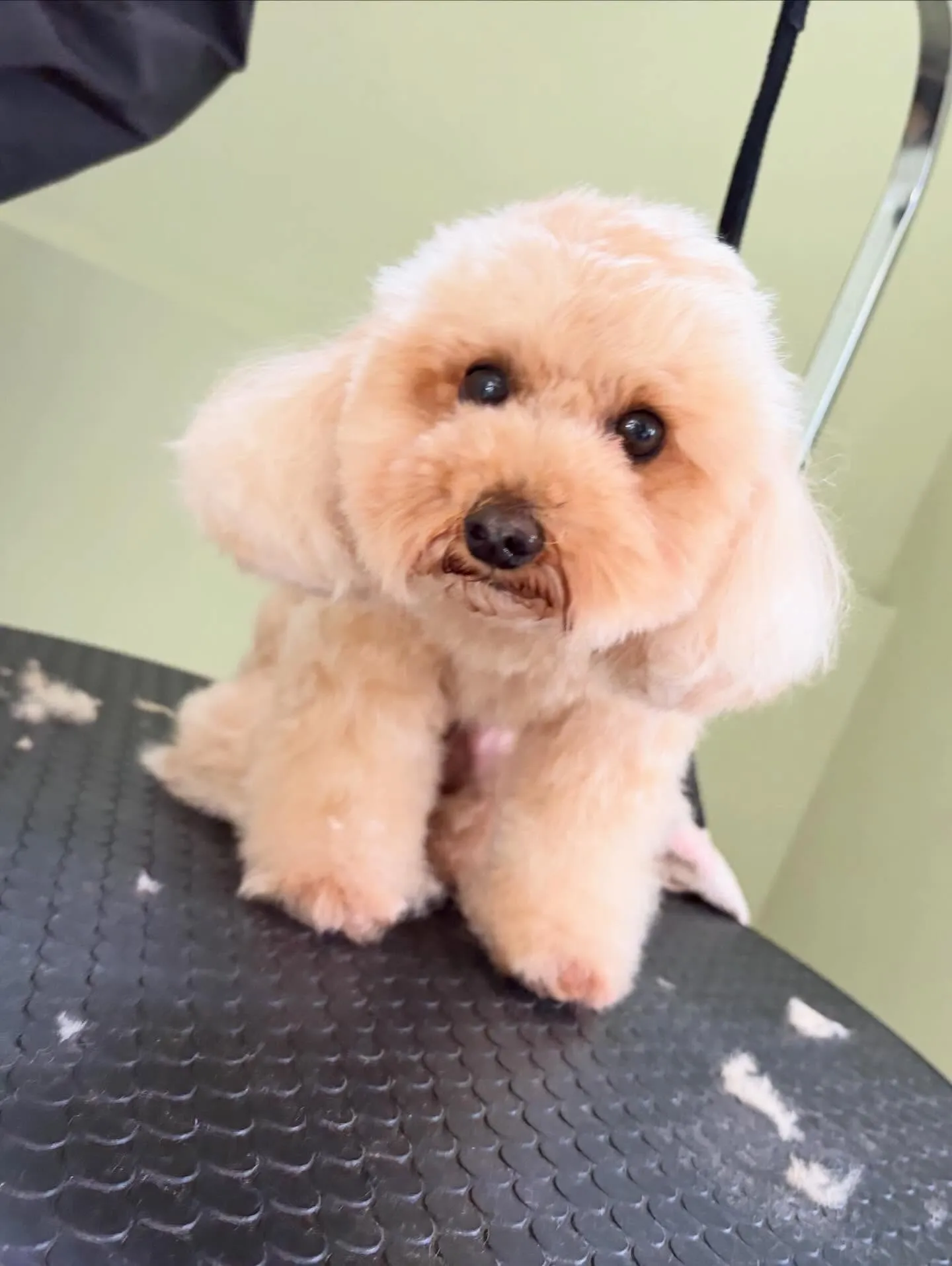 トリミングのセットメニューをご利用頂いたわんこたちです🎶