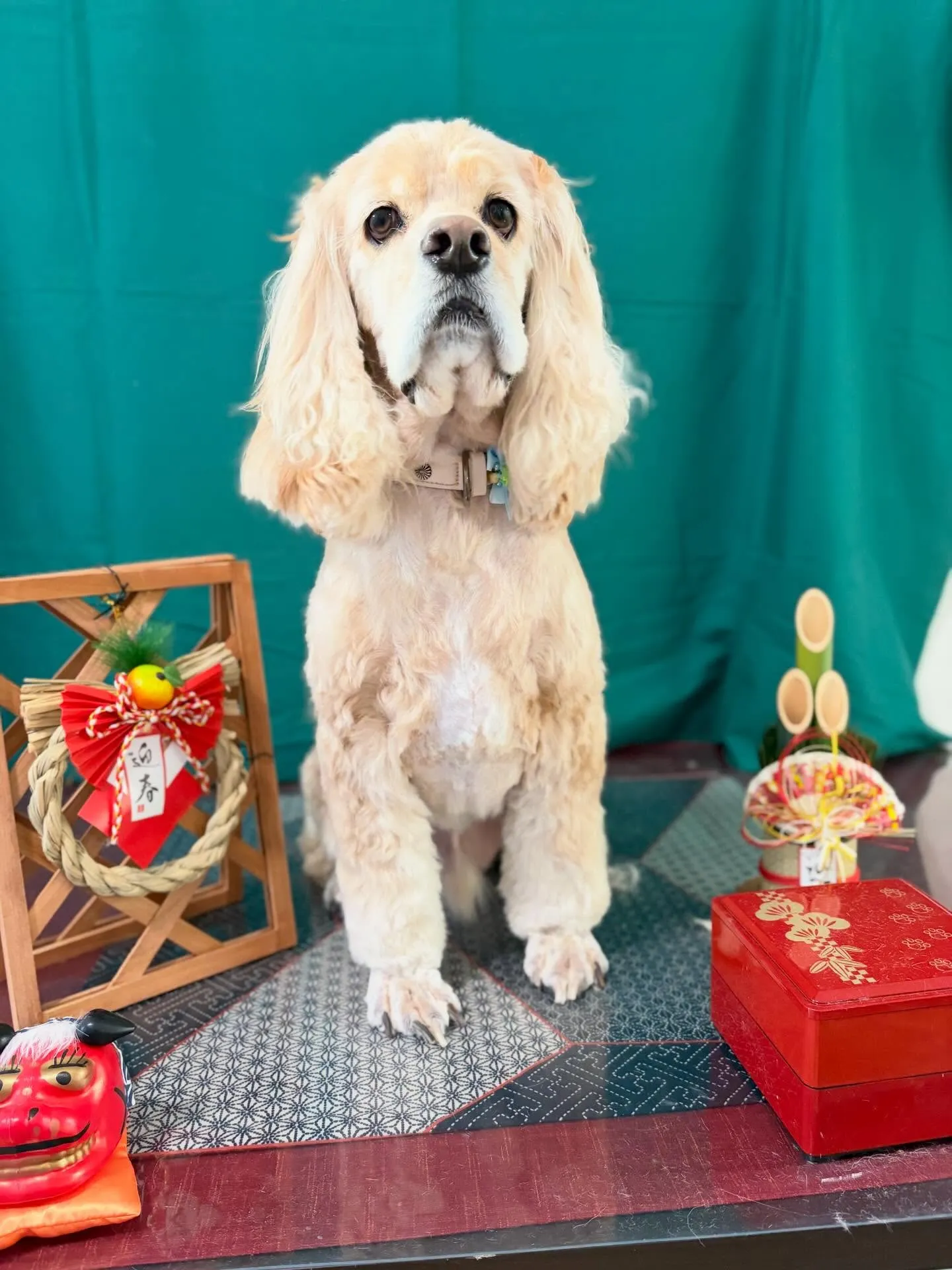 トリミングのセットメニューをご利用頂いたわんこたちです🎶