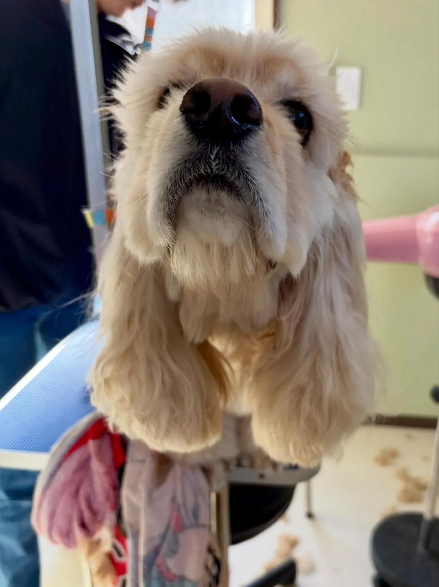 トリミングのセットメニューをご利用頂いたわんこたちです🎶