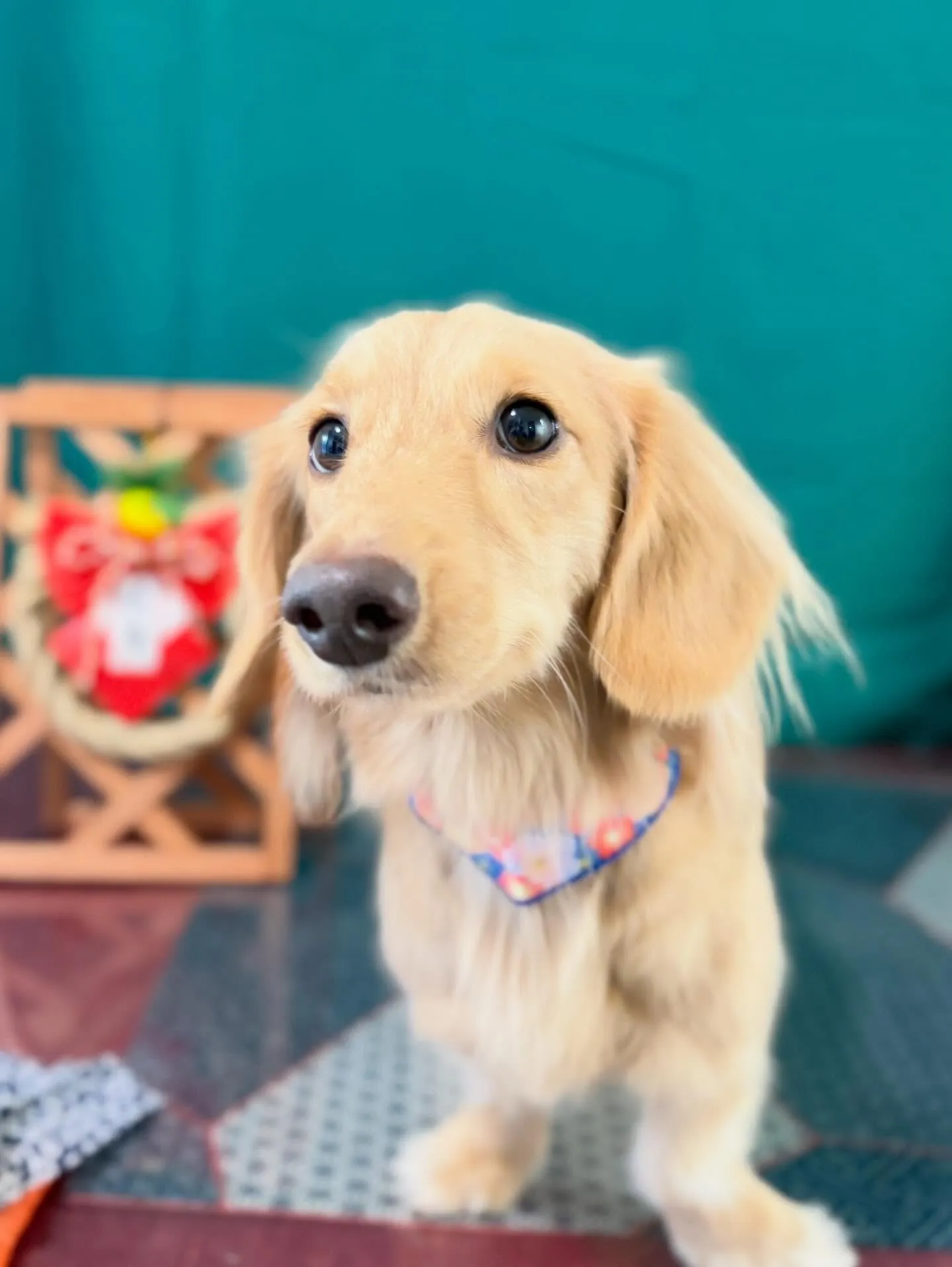 トリミングのセットメニューをご利用頂いたわんこたちです🎶