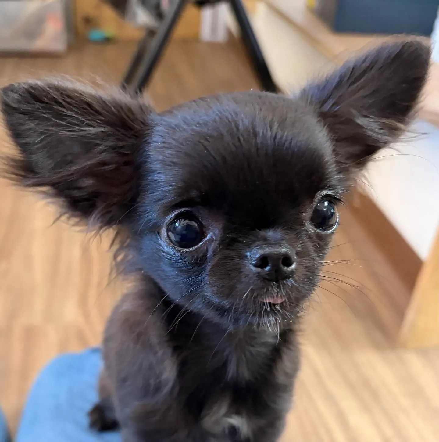 入会してくれたミグちゃんです💖