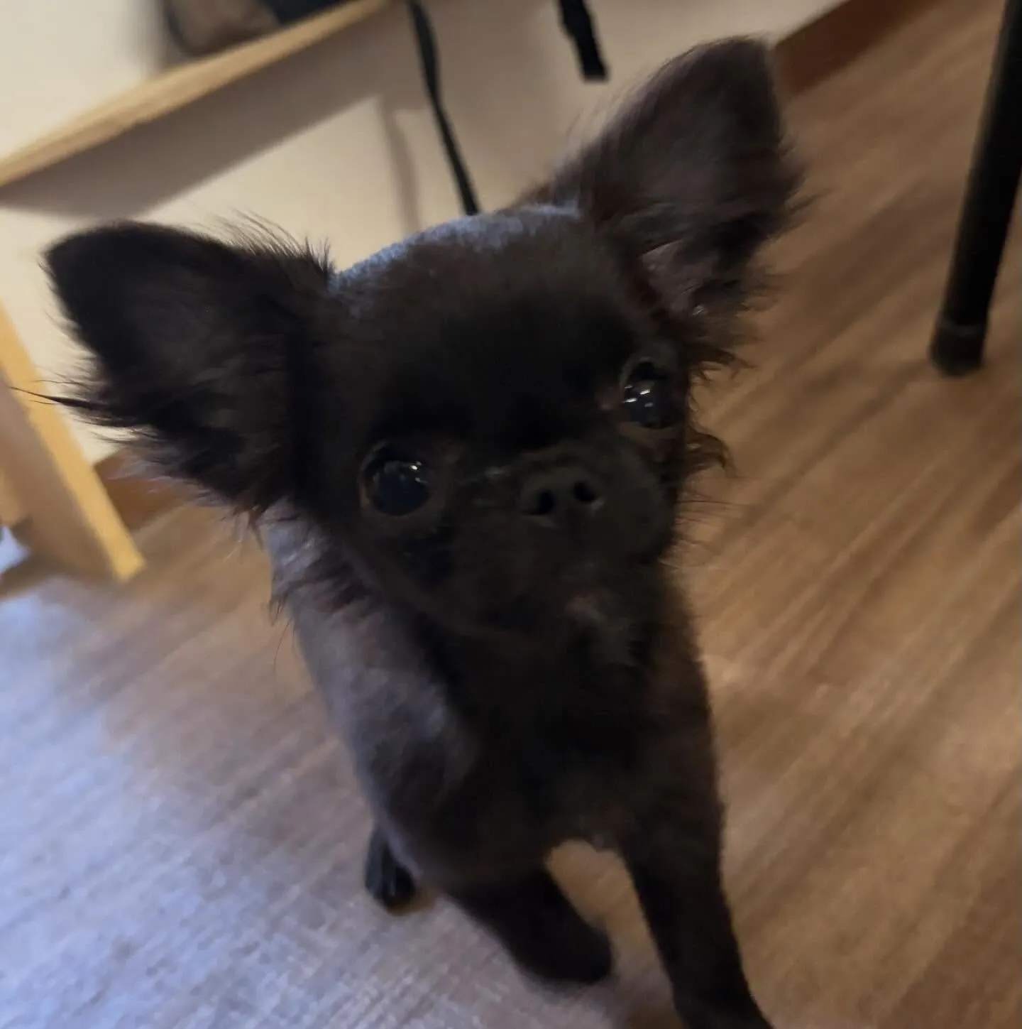 入会してくれたミグちゃんです💖