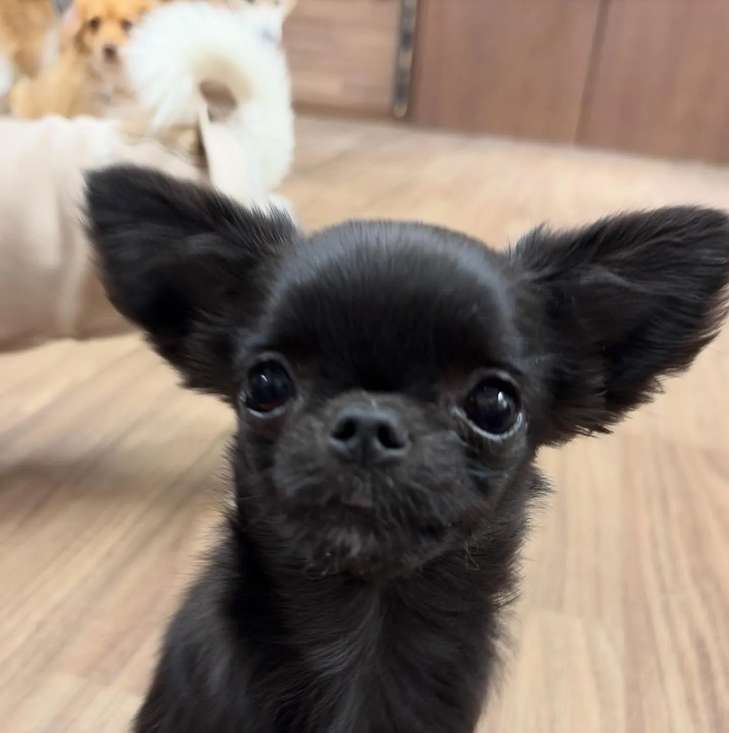 入会してくれたミグちゃんです💖