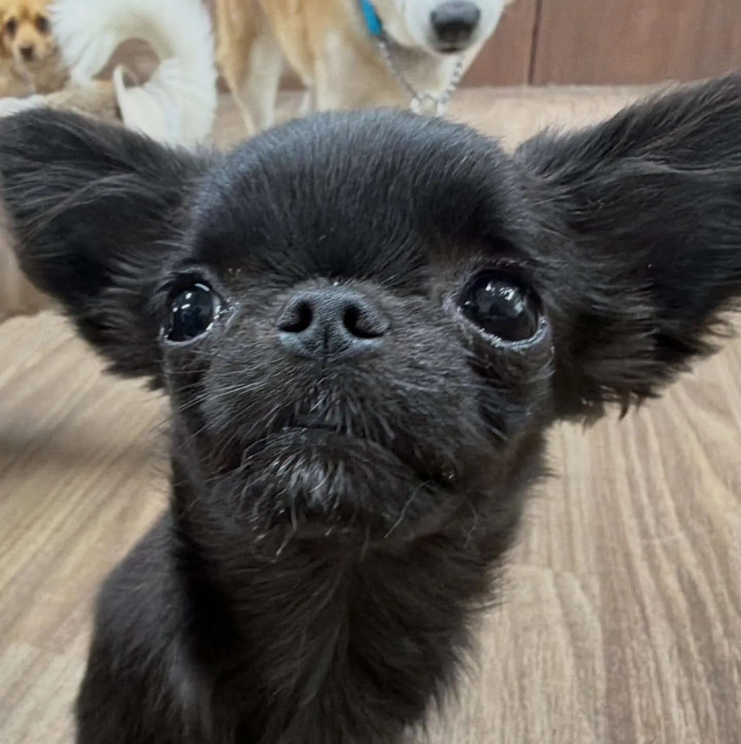 入会してくれたミグちゃんです💖