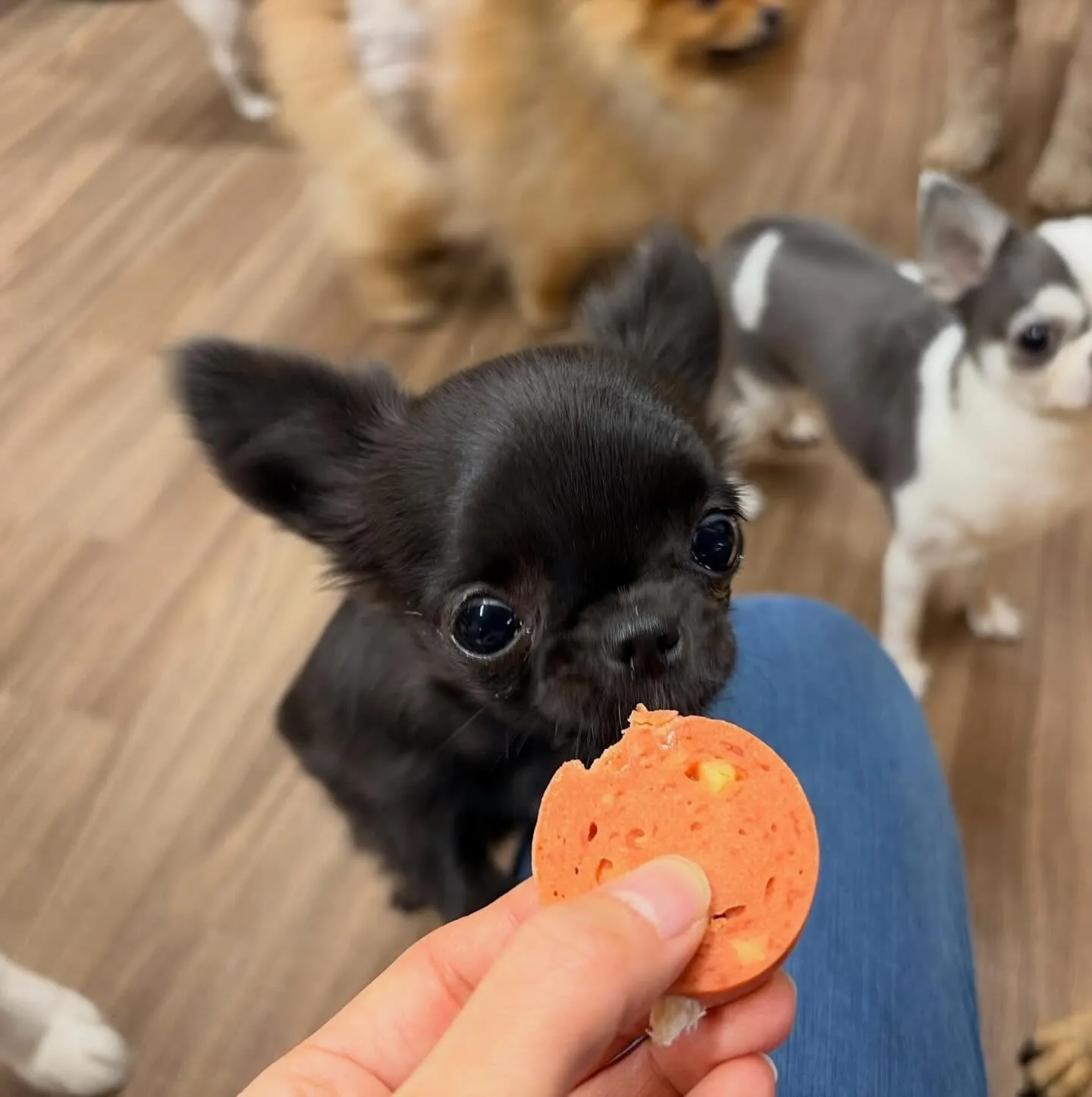 入会してくれたミグちゃんです💖