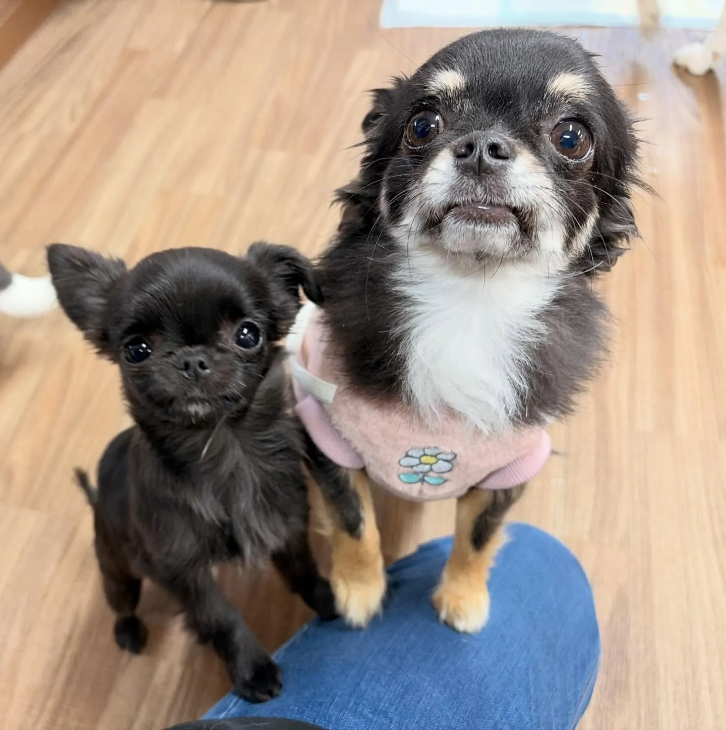入会してくれたミグちゃんです💖