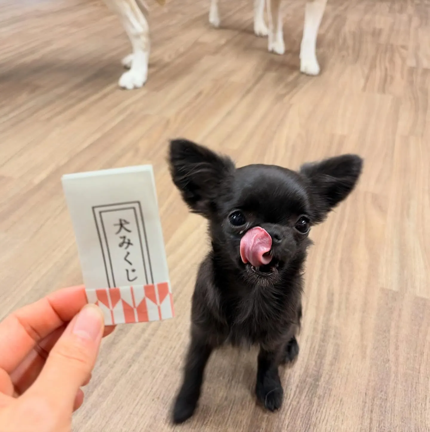 入会してくれたミグちゃんです💖